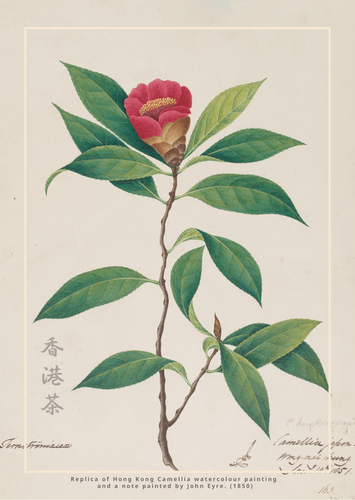 H.2 香港茶 - 明信片