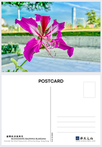 Bauhinia in bloom - postcard 