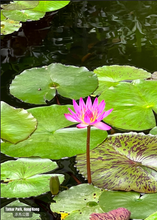 Load image into Gallery viewer, Heart Like Lotus - Postcard 