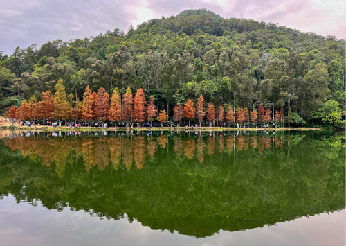 Bald cypress - postcard 