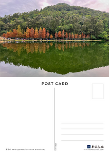 Bald cypress - postcard 